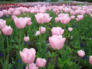 hoa-tulip-hong
