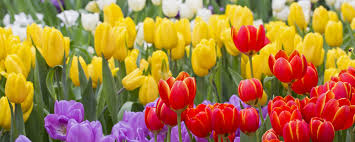 Hoa tulip loài hoa đẹp ý nghĩa và cách trồng hoa tulip